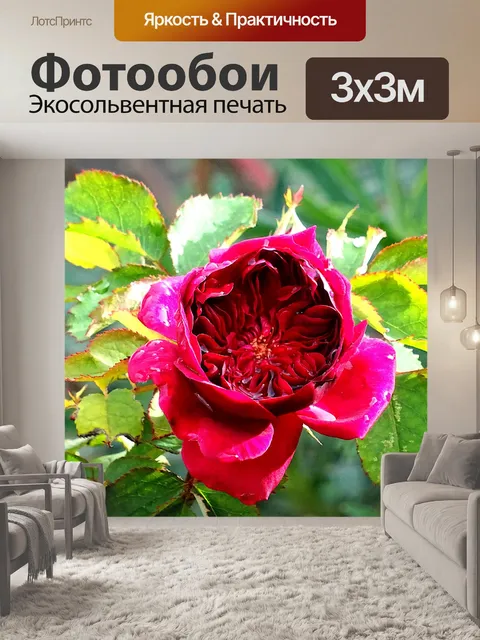 Фотообои Красивый красный цветок на кусте