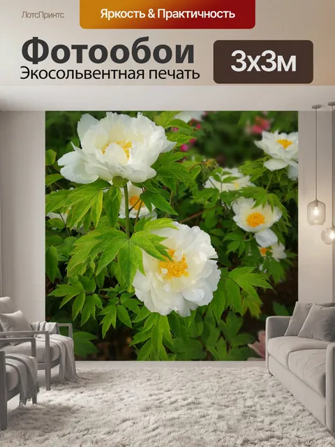 Фотообои Пион