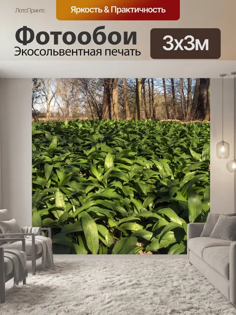 Фотообои Рейн