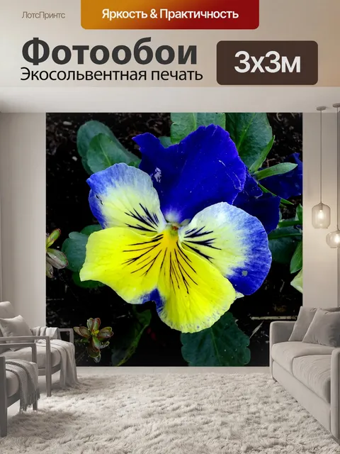 Фотообои Синий и желтый цветок анютины глазки