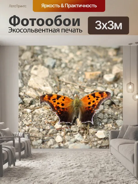 Фотообои Вопрос Марк Баттерфляй на скалах