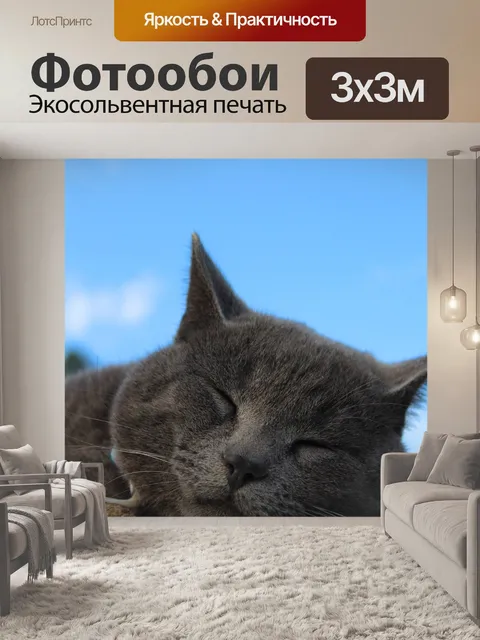 Фотообои Кошка
