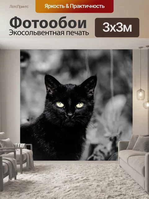 Фотообои Черный кот