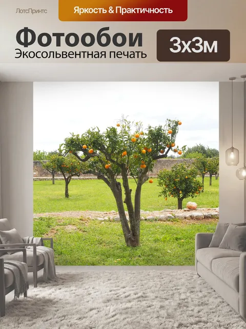 Фотообои Апельсиновое дерево