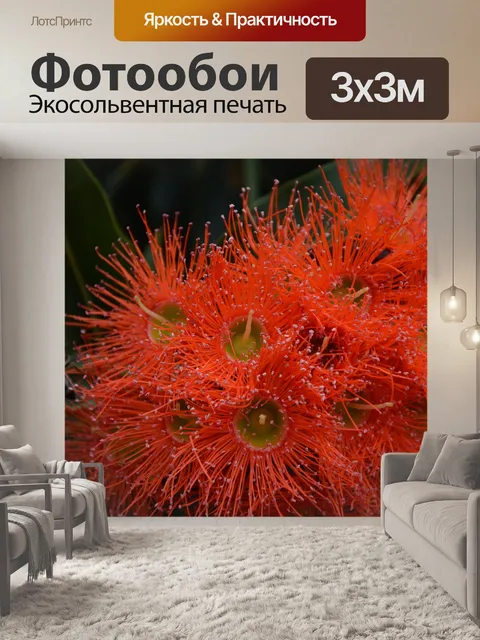 Фотообои Цветение эвкалипта