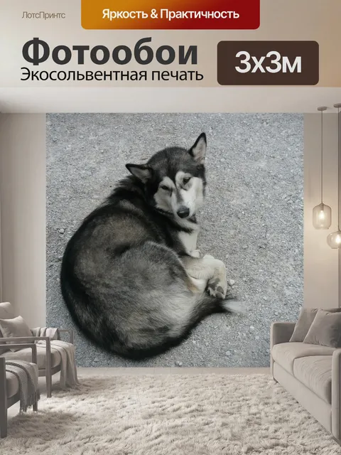Фотообои Сибирский хаски