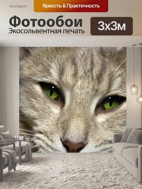 Фотообои Кот