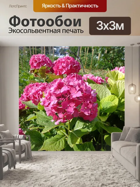 Фотообои Гортензия