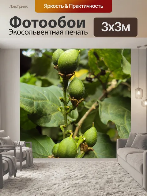Фотообои Зеленые плоды