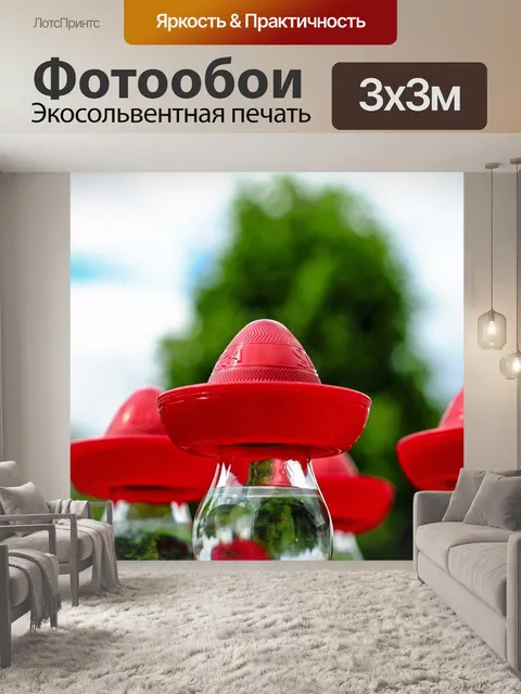 Фотообои Сомбреро