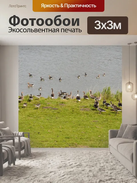 Фотообои Гуси