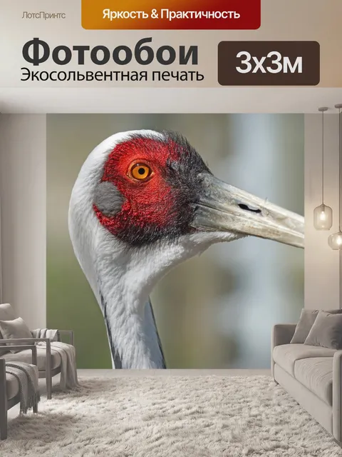 Фотообои Белогрудый журавль