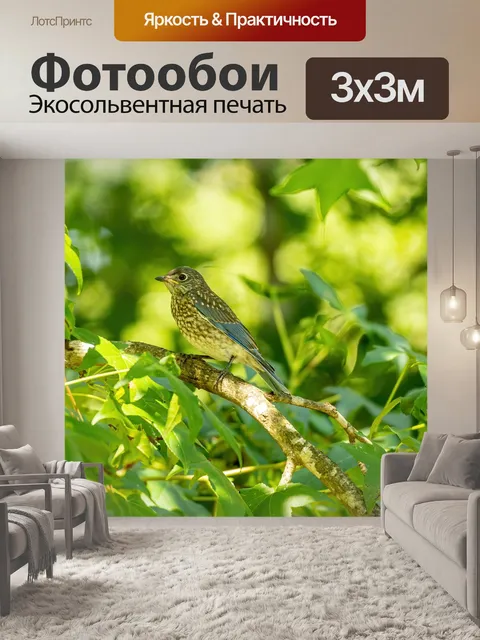 Фотообои Синяя птица