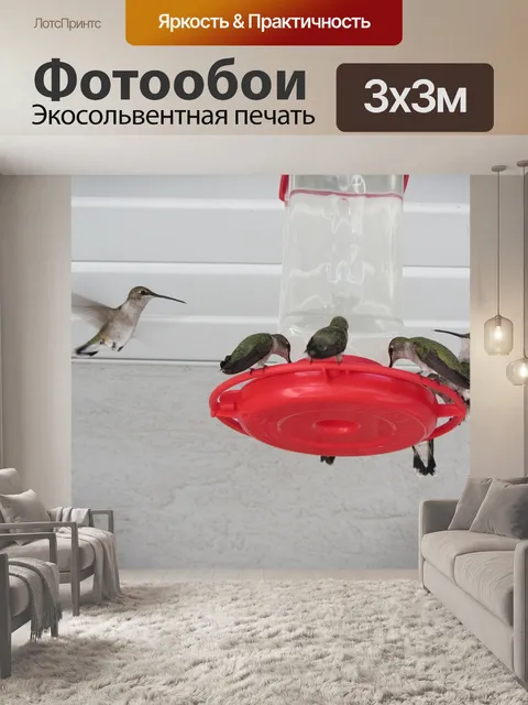 Фотообои Колибри