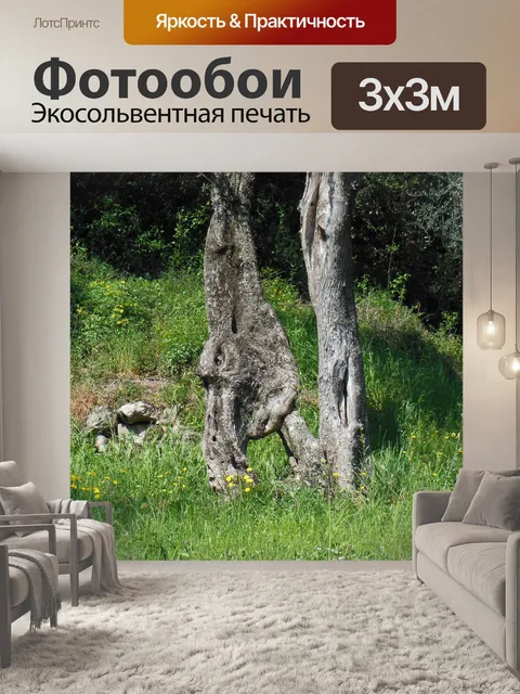 Фотообои Оливковое дерево