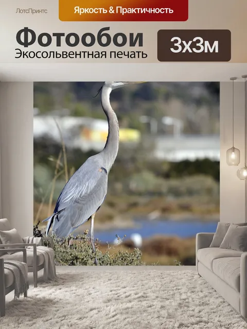 Фотообои Голубая цапля