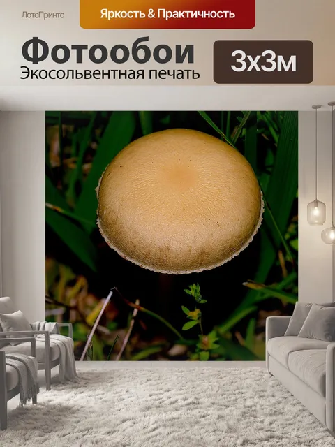 Фотообои Гриб