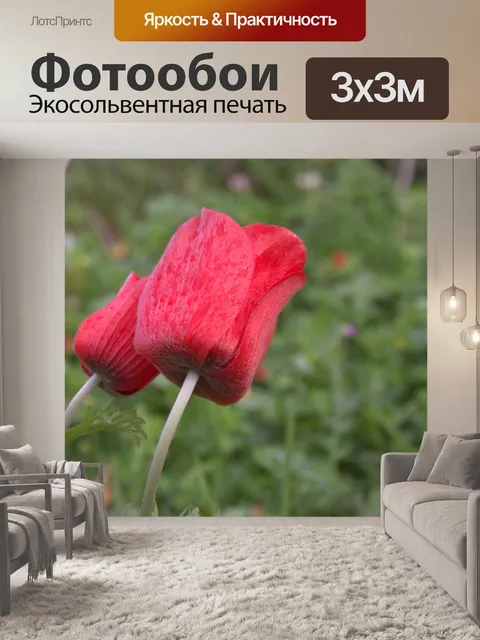 Фотообои Два красных цветка мака