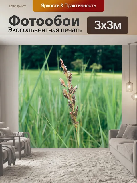 Фотообои Острие травы