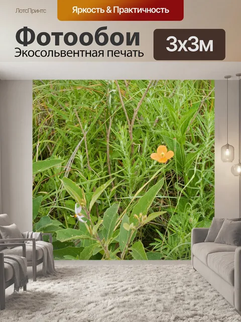 Фотообои оранжевый полевой цветок в поле