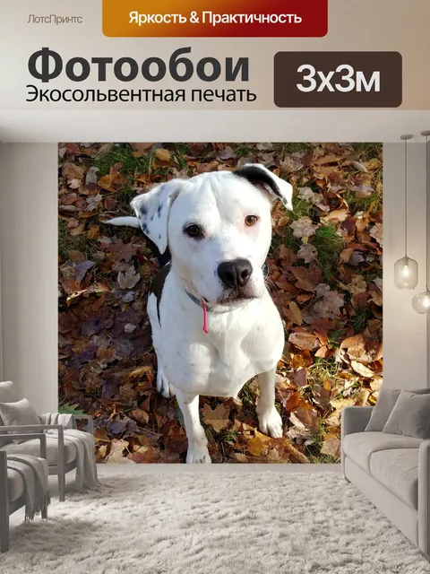 Фотообои Красивый