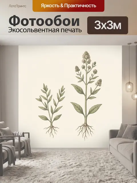 Фотообои Ботаническая иллюстрация травянистого растения