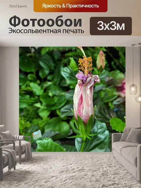 Фотообои Закрытый розовый гибискус