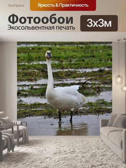Фотообои Лебедь-трубач