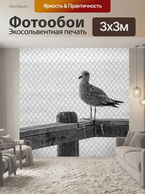 Фотообои молодая чайка