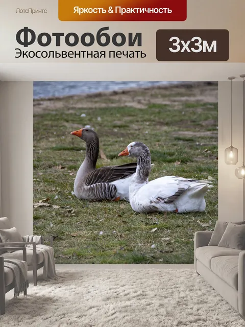 Фотообои пара гусей отдыхает на траве