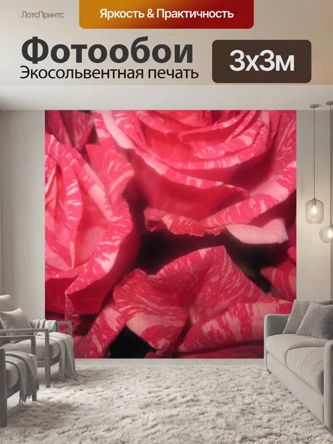 Фотообои Мягкие Цветет роза