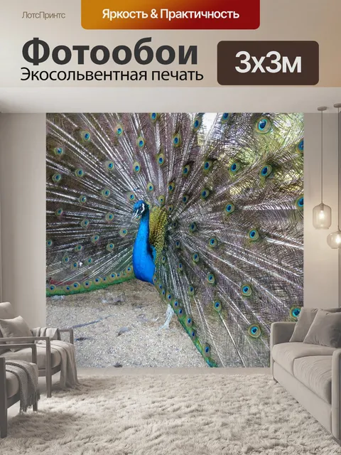 Фотообои Павлин