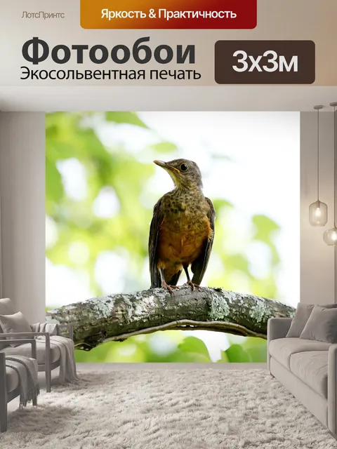 Фотообои Апельсиновый дрозд