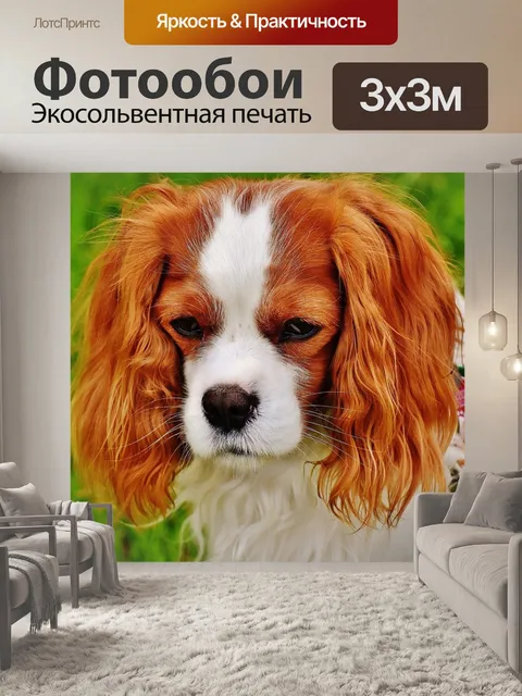 Фотообои Собака