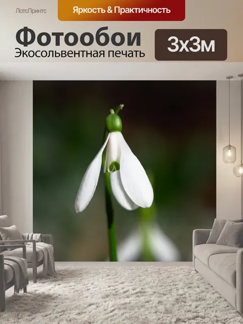 Фотообои Подснежник