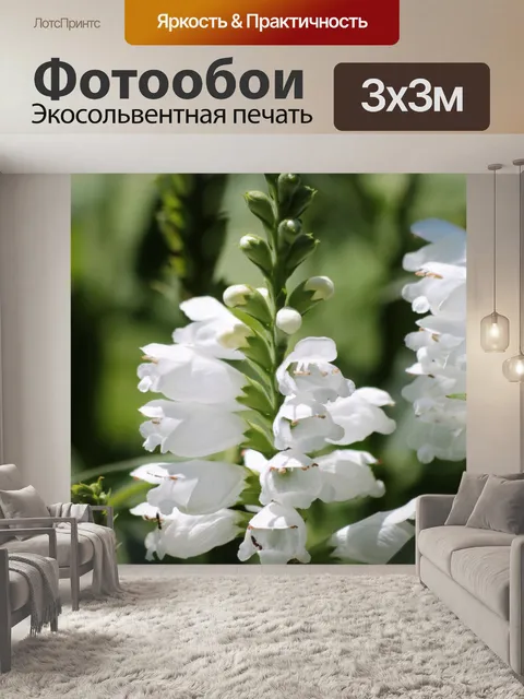 Фотообои Белая шалфей Цветы крупным планом