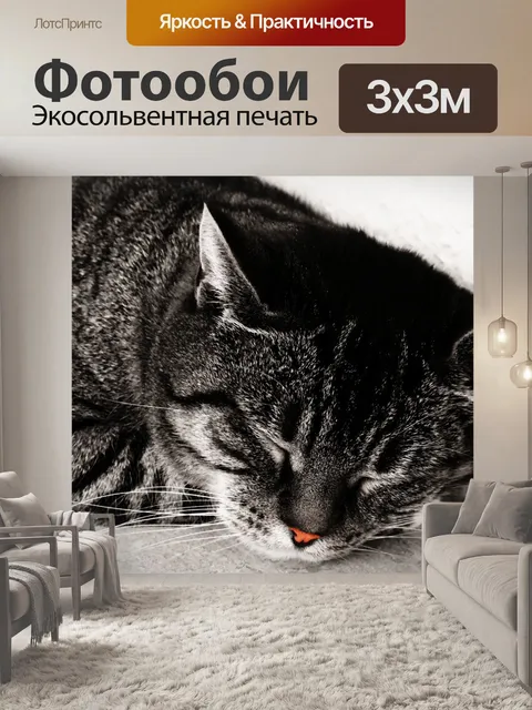 Фотообои Британская короткошерстная кошка