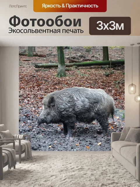 Фотообои Дикий кабан