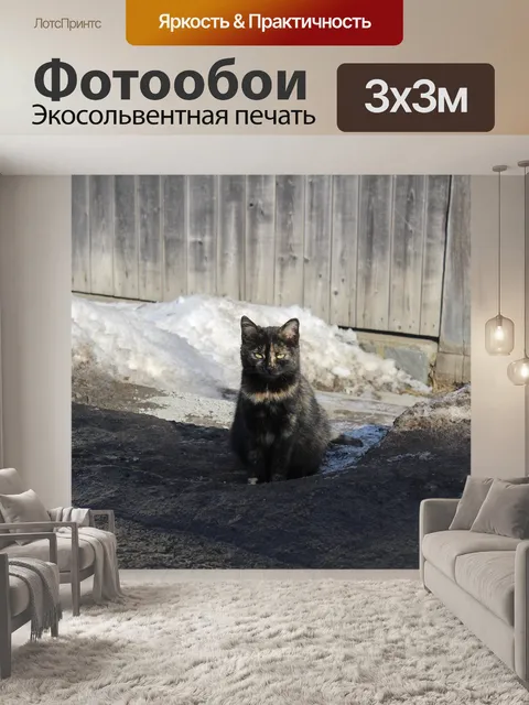 Фотообои Черный кот