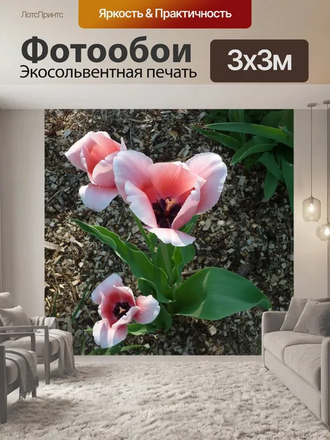 Фотообои Тюльпан