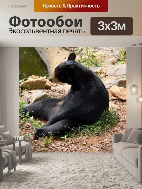 Фотообои Черный сидит медведь
