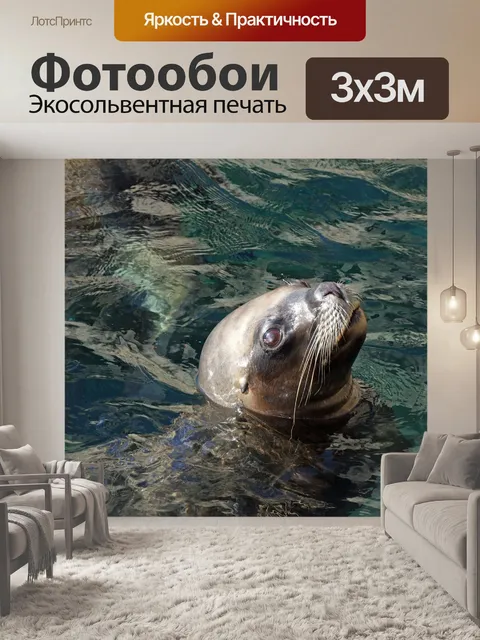 Фотообои Тюлень