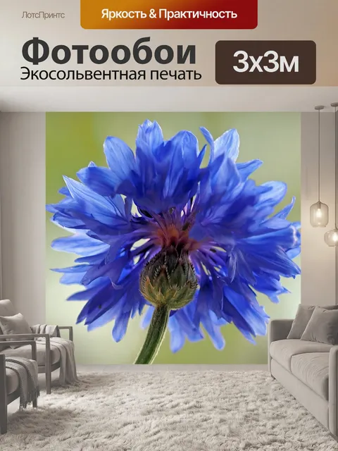 Фотообои Васильковый