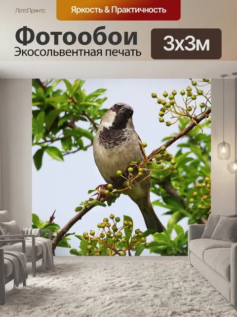 Фотообои Воробей