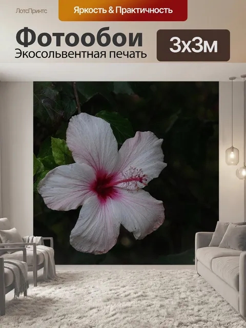 Фотообои Одинокий розовый цветок гибискуса