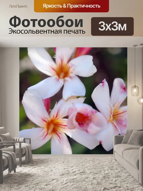 Фотообои Красивые цветы олеандра