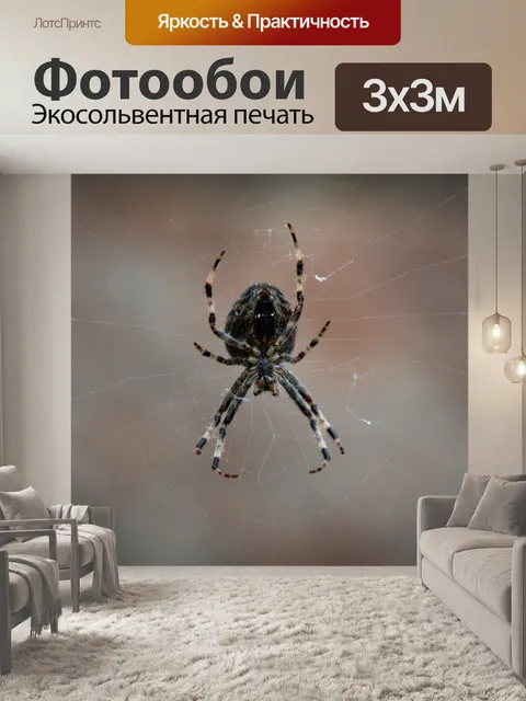 Фотообои Садовый паук, паук, насекомое