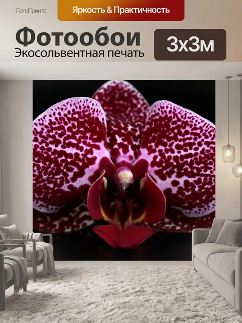 Фотообои Орхидея