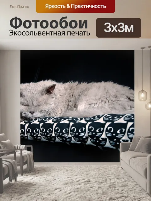 Фотообои Кот