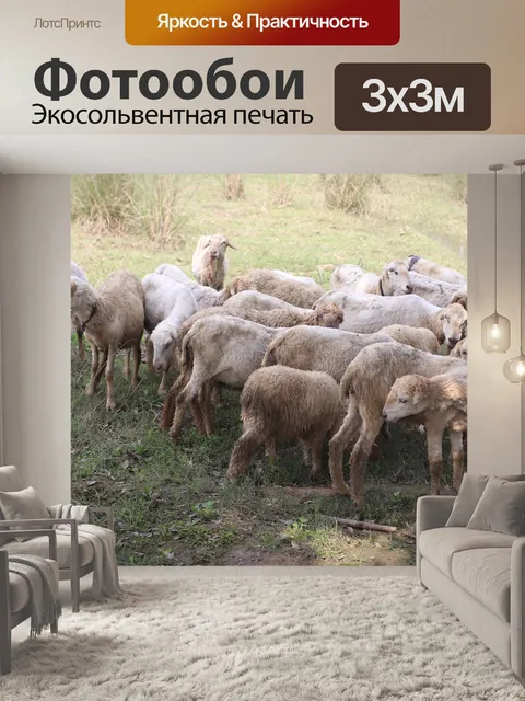 Фотообои Овцы